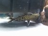 Synodontis.jpg Synodontis.jpg
