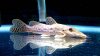 Giraffe Catfish.jpg Giraffe Catfish.jpg