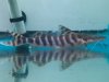 Tigrinus.jpg Tigrinus.jpg