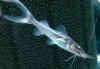Dorado Catfish.jpg Dorado Catfish.jpg