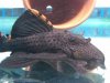 L91 pleco.jpg L91 pleco.jpg