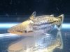 Hammerhead 2.jpg Hammerhead 2.jpg