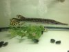 Alligator Gar.JPG Alligator Gar.JPG