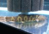 Tiger Loach.jpg Tiger Loach.jpg