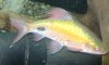 Male Filament Barb.jpg
