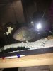 ImageUploadedByMonsterAquariaNetwork1390455403.539566.jpg