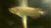 ImageUploadedByMonsterAquariaNetwork1390598547.062596.jpg