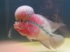 flowerhorn.jpg