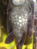 Pleco.png