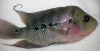fish.png