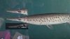 gar head comparison with a.spatula head.jpg gar head comparison with a.spatula head.jpg