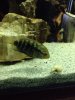ImageUploadedByMonsterAquariaNetwork1390942023.706921.jpg