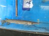 GatorGarOct2013.JPG
