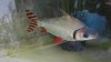 DSC01736.JPG