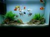 goldfish pra.jpg
