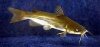 white catfish 4.jpg