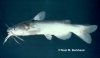 white catfish.jpg