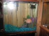 fishtank3 035.jpg