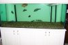 250g tank.jpg 250g tank.jpg