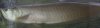 Gandalf 5.jpg