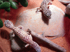 Leopard-Gecko-Pair-2.gif