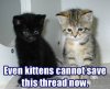 Thread-Cannot_be_saved_by_kittens.jpg
