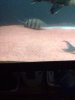 ImageUploadedByMonsterAquariaNetwork1392607363.707650.jpg ImageUploadedByMonsterAquariaNetwork1392607363.707650.jpg