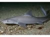 starrysmoothhound_zpsf59f9ed1.jpg