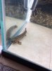 bichir1.jpg