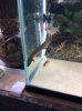 bichir2.jpg