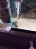 bichir3.jpg
