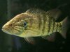 Japanese Perch.jpg