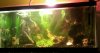 Drake's fish tank!.jpg