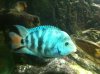 ImageUploadedByMonsterAquariaNetwork1393096024.662548.jpg ImageUploadedByMonsterAquariaNetwork1393096024.662548.jpg