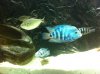 ImageUploadedByMonsterAquariaNetwork1393096077.657560.jpg ImageUploadedByMonsterAquariaNetwork1393096077.657560.jpg