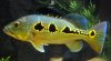 Bloop02232014c (1024x565).jpg