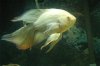 oscar-fish-breeding-behavior-5.1-800X800.jpg