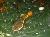 trop pond 004.JPG