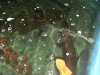 trop pond 005.JPG