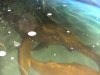 trop pond 007.JPG