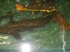 trop pond 009.JPG