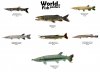 Characins brochets - US.jpg