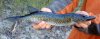 Chain Pickerel.jpg