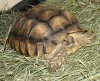 Tortoise3.jpg