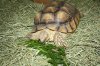 Tort_Eating2.jpg