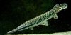 gar-wallpapers-8.jpg
