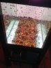 IMG_2858.jpg