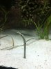 IMG_0601.JPG IMG_0601.JPG