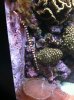 IMG_0616.JPG