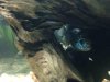 ImageUploadedByMonsterAquariaNetwork1395700226.802716.jpg